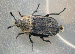 Northern Carrion Beetle (Silpha lapponica)